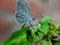 Â the pale grass blue, is a small butterfly found in South Asia that belongs to the lycaenids or blues family in indian village